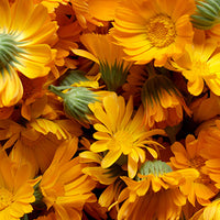 Calendula Featured Ingredient - L'Occitane