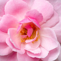 Damascena_Rose Featured Ingredient - L'Occitane