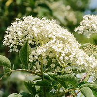 Elderflower Featured Ingredient - L'Occitane