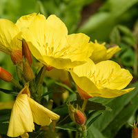 Evening_Primrose Featured Ingredient - L'Occitane