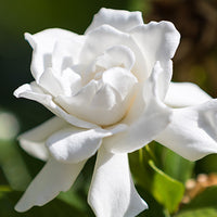 Gardenia_1 Featured Ingredient - L'Occitane