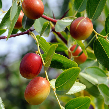 Featured Ingredient - L'Occitane