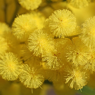  Featured Ingredient - L'Occitane